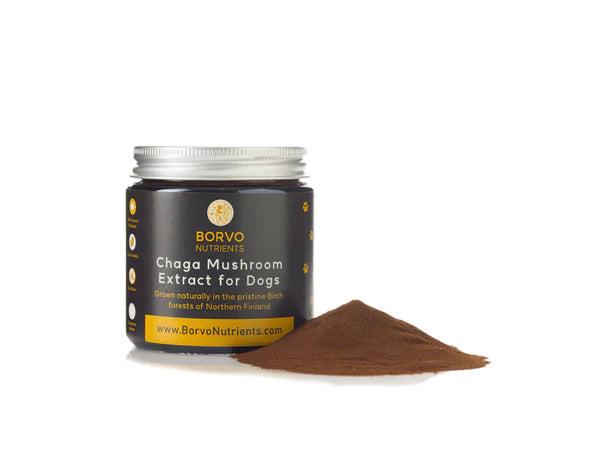 Wild Chaga Mushroom 1000mg